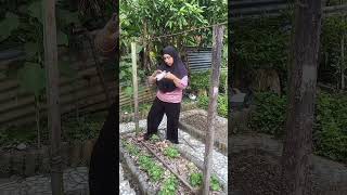 Download lagu Rope stakes are more economical and durable #gardeningintheyard mp3