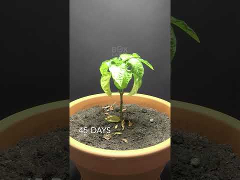 93 Days in 36 Seconds - Purple Bell Pepper #timelapse