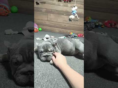 Video 1