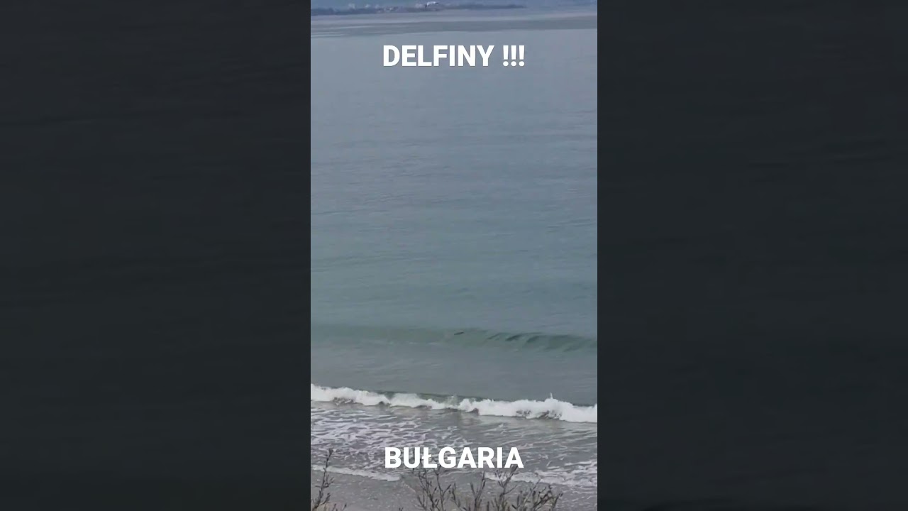 🐬 Delfiny !!! ogladamy z naszego balkonu - #Pomori...