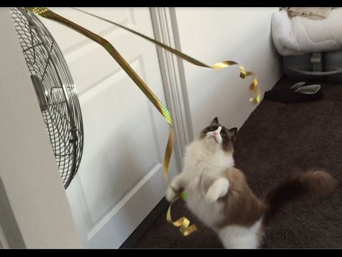A Simple Way To Entertain Your Cat- Timo the Ragdoll Cat