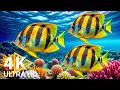 NEW 11HR Stunning 4K Underwater Footage Rare Colorful Sea Life Video Relaxing Sleep Music 4