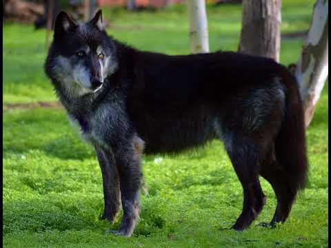 Wolves 09: Koani - Michel Cusson