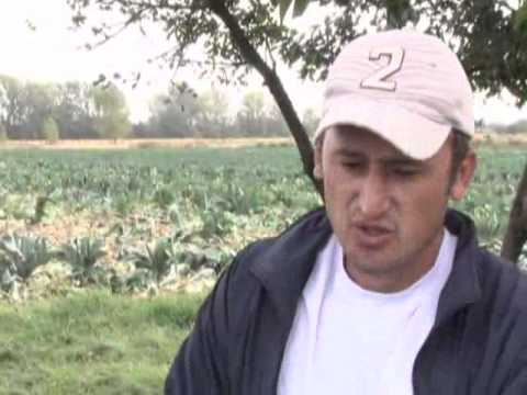 proizvodnja karfiola