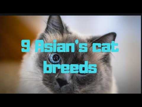 9 Asian's cat Breeds