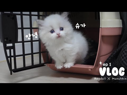 아기 고양이 입양 브이로그..세상에서 제일 귀여운 첫날의 기록