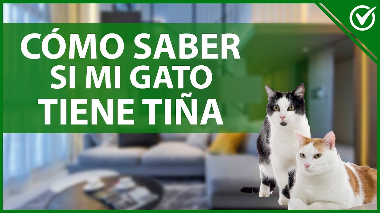 Watch 🐱 ¿Qué es Tiña en Gatos y Cómo se Cura - Síntomas y Tratamiento 🐱 Now 🐱 ¿Qué es Tiña en Gatos y Cómo se Cura - Síntomas y Tratamiento 🐱