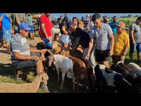 FEIRA DE ANIMAIS DE LAGOA DE PEDRAS-RN 13.07.2026