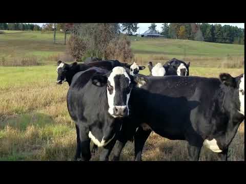 Cattle Range 810C690-301