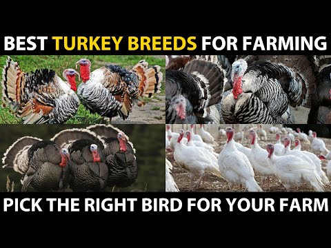 image-How many varieties of turkeys are there?