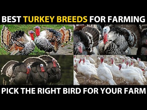 , title : 'BEST TURKEY BIRD BREEDS - Heritage, White Holland, Royal Plam, Standard Bronze, Blue Slate Turkey'