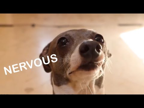 Kermit's Nervous Run - edit