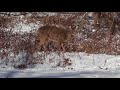It S Winter Deer