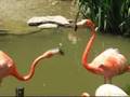 Flamingo Fight