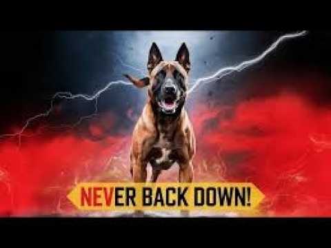 Belgian Malinois — The Fearless Protector You Should Never Challenge