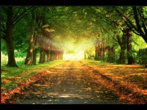 De Herfst In Het Park Van Tervuren