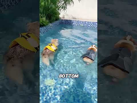 This man tests the swimming skills of different dogs.