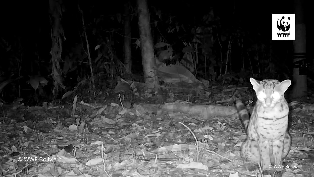 👀 Tigrillo en el bosque