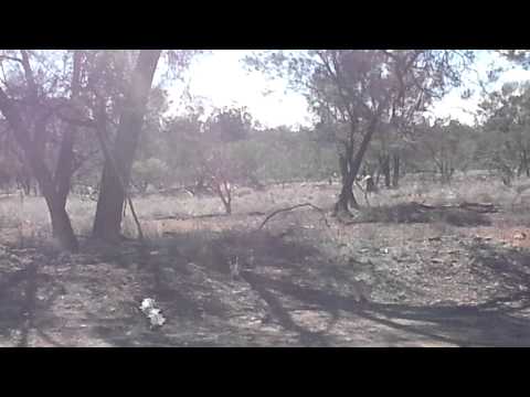 Emu between Emmdale and Wilcannia
