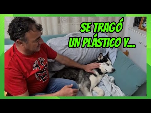 Cuando Max se tragó un plástico y se quedó atascado en su garganta.