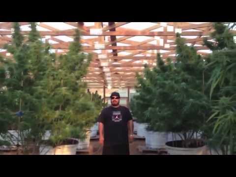 OMMPgrower Motivational Marijuana #7- Face your Fear "100 pound outdoor"