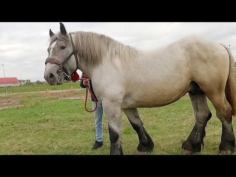 Armăsar ardenez Marc Bogdan de la Remetea Chioarului 2022