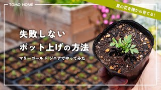 Will plants die after being repotted? A simple and foolproof method for marigolds and zinnias