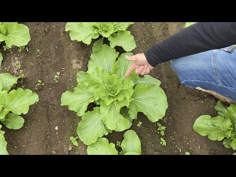 観賞用の草に適切に肥料を与える トピックス