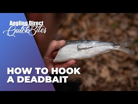 How To Hook A Deadbait - Predator Fishing Quickbite