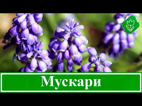 Мускари (Мuscari): выращивание, посадка и уход