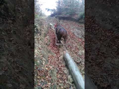 Cel Mai Tare Call din Clit. so murit