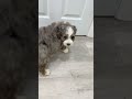 Mini Bernedoodle dogs for sale: Brody - Video 1
