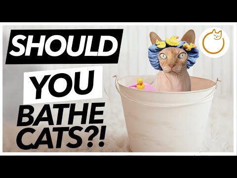 Should You Bathe Your Cat - TOP TIPS & Reasons