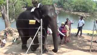 preview picture of video 'Dubare Elephant Camp Videos,Coorg - Elephant moving to the camp from River'
