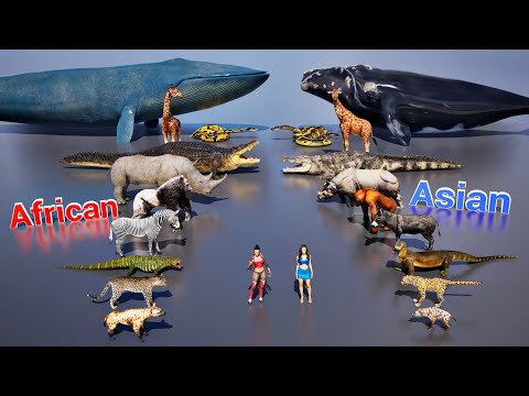 Size comparison : African animals Vs  Asian animals | 3D Animation