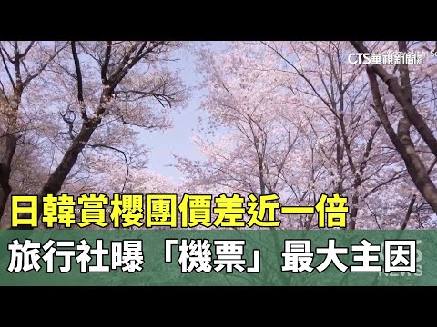 日韓賞櫻團價差近一倍　旅行社曝「機票」最大主因