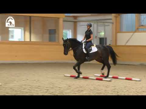 Springreiten lernen durch die Arbeit mit Cavaletti | G.-C. Bödicker, H.-W. Johannsmann, F. Lutter