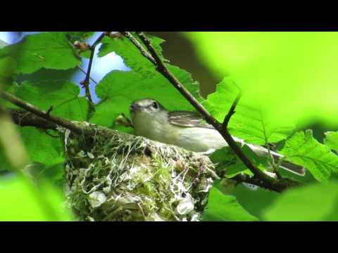 Cassin's Vireo