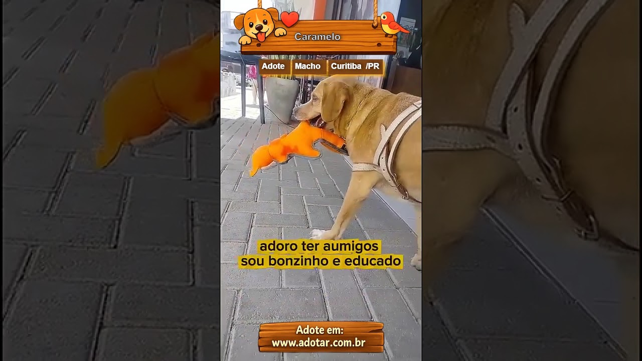 Cachorro raça SRD-ViraLata idade 5 anos nome Caramelo