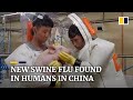 New type of swine flu found in China has human pandemic potential, researchers say