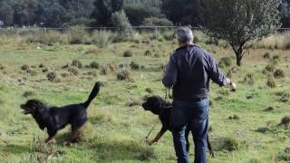 preview picture of video 'Paseo con mis perros'