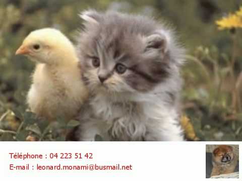 download lagu mp3 mp4 Animalerie Liege, download lagu Animalerie Liege gratis, unduh video klip Animalerie Liege