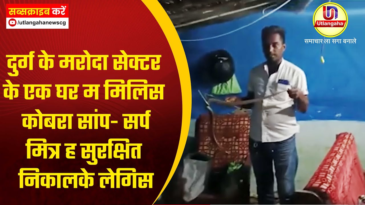 दुर्ग के मरोदा सेक्टर के एक घर म मिलिस कोबरा सांप- सर्प मित्र ह सुरक्षित निकालके लेगिस