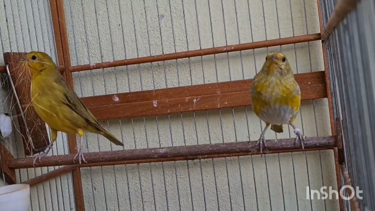 casal de canário da terra criando  proprietário:Gustavo de Araçatuba SP