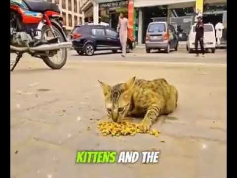 ABeautiful Cats 🐈 family and Big Heart of this man 👋😍