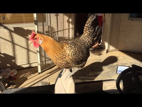 download lagu mp3 mp4 Chickens Laying Eggs In The Wrong Place, download lagu Chickens Laying Eggs In The Wrong Place gratis, unduh video klip Chickens Laying Eggs In The Wrong Place