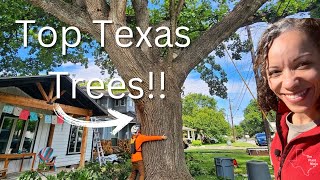 The Best Trees for Texas (Low Maintenance &amp; Drought Resistant)
