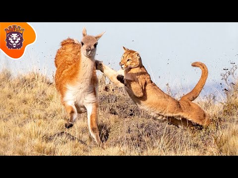 🟢 5 AMAZING PUMA ATTACKS