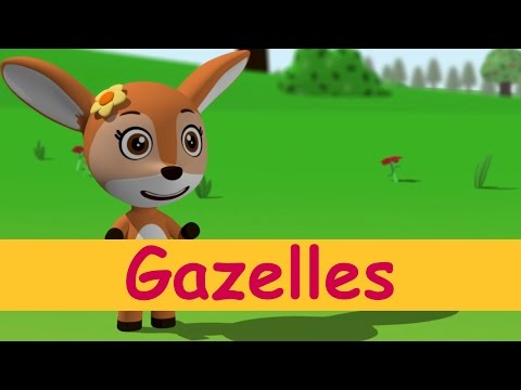 Gazelles - Toyor Baby English