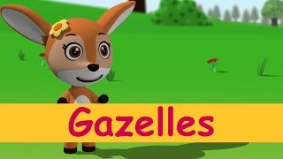 Gazelles - Toyor Baby English